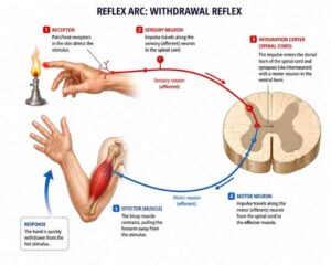 Class 10 Science Chapter 6: Control and Coordination 4 reflect action and image of hand and light withdrawal reflex work shows